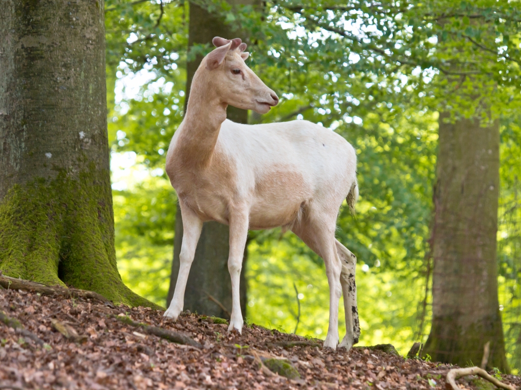 piebald deer albino deer