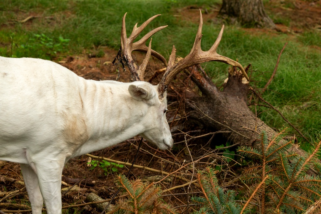 piebald deer albino deer albino buck